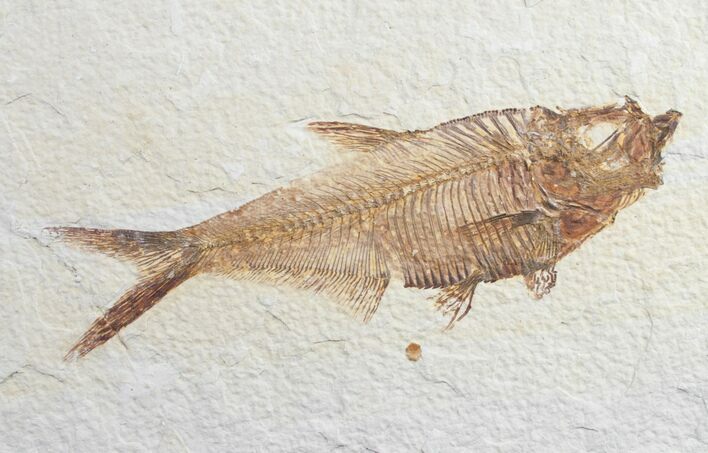 Diplomystus Fossil Fish On Large Slab #8778